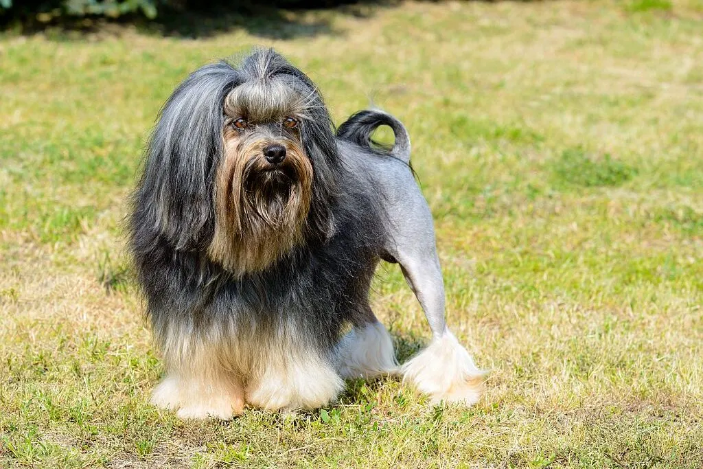 En glad löwchen springer utomhus med sin ägare, full av energi och livsglädje, perfekt för aktiva promenader och lek.