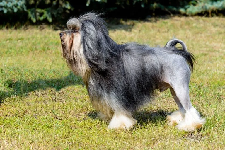 Ett löwchen med sin typiska lejonklippning, silkeslen päls och stolt hållning som utstrålar elegans och värdighet.