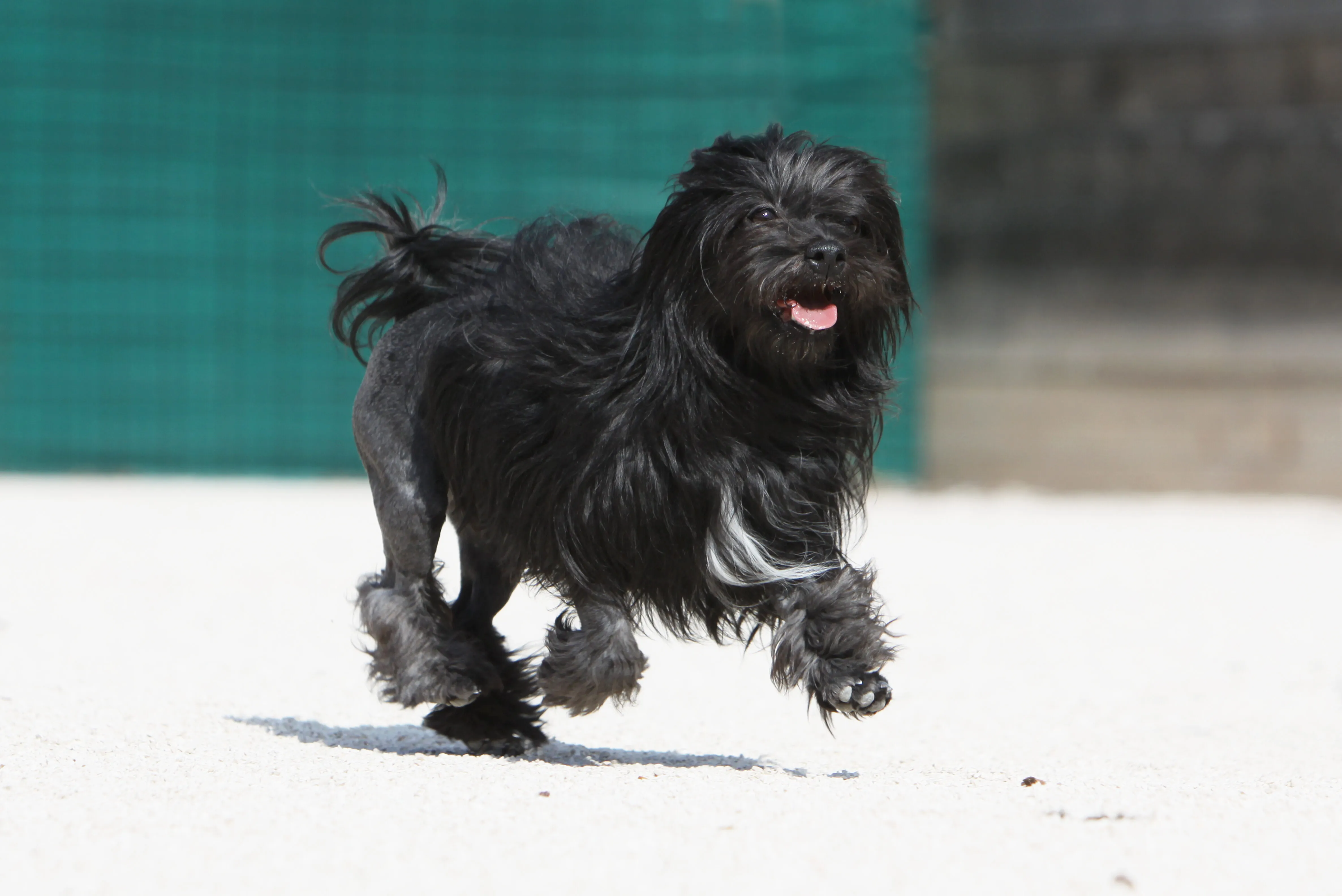 Ett löwchen som tränas av sin ägare med kärlek och konsekvens, en liten och charmig hund som lär sig snabbt.