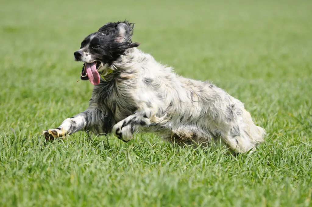 Engelsk setter rörelse