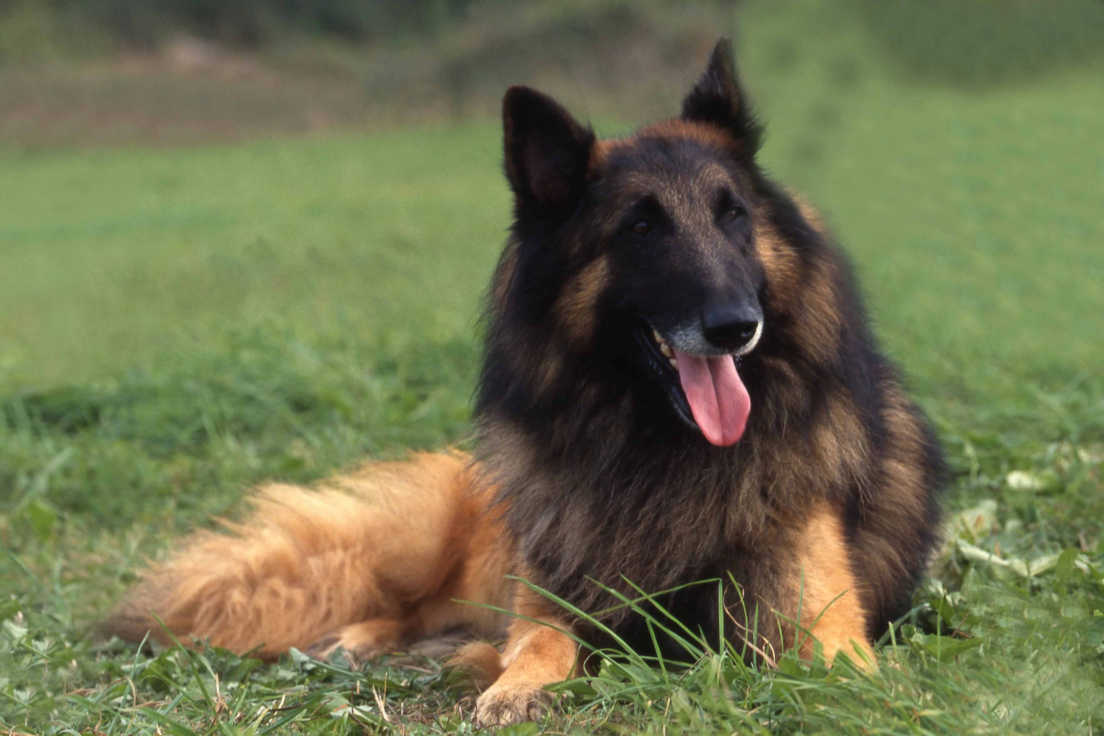 En brukshund som leker och tränas med sin familj, vänlig, kärleksfull och gosig, perfekt med barn men med tydliga behov och gränser.