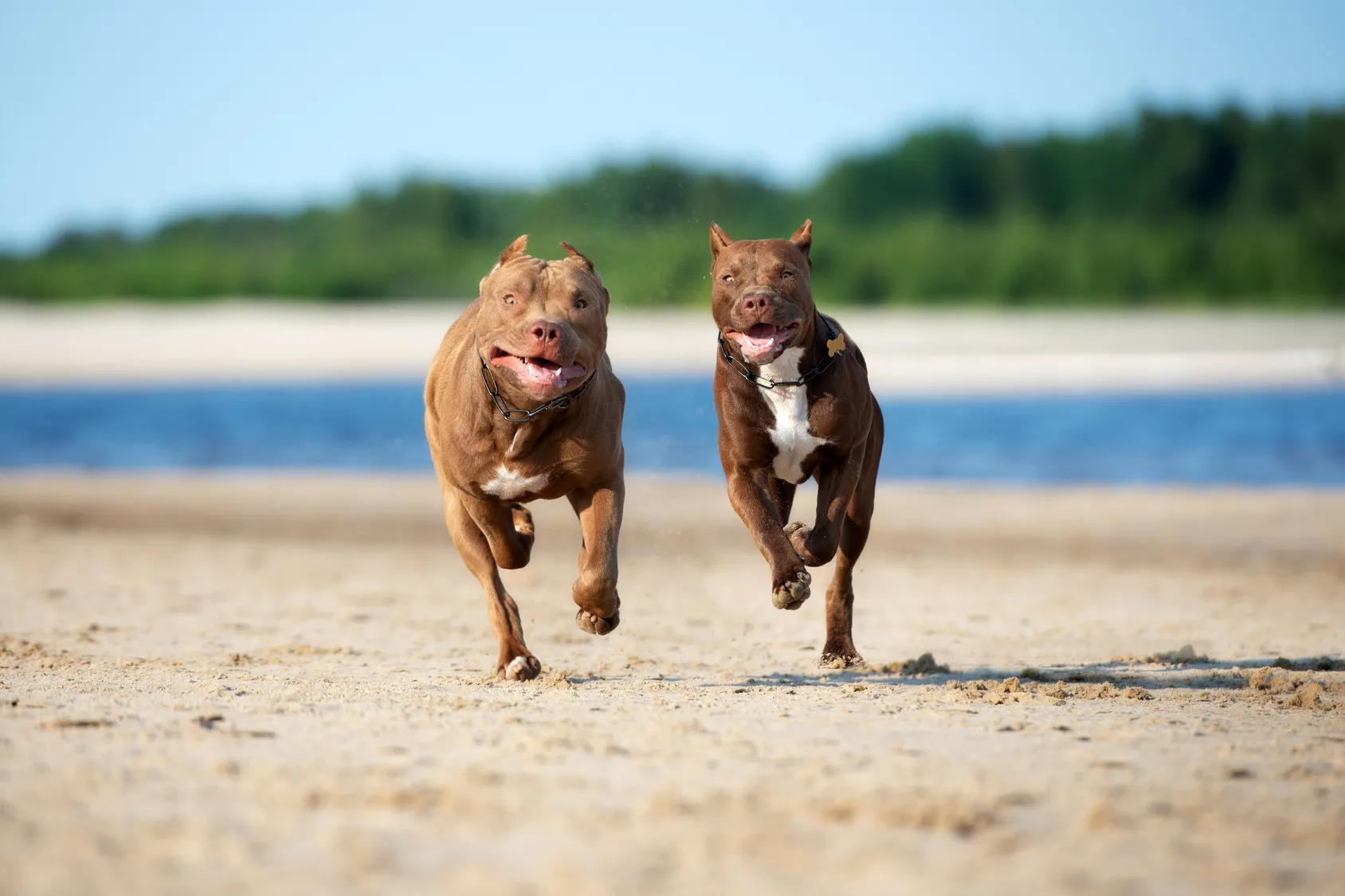 två amerikanska pitbullterrier mer