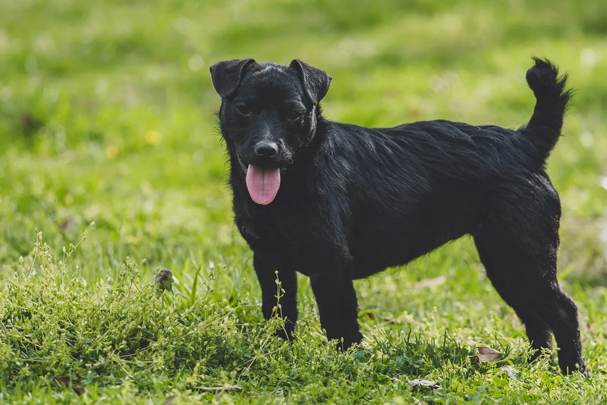 Ett porträtt av en svart Patterdale Terrier, visar de vanliga färgerna svart och brunt.