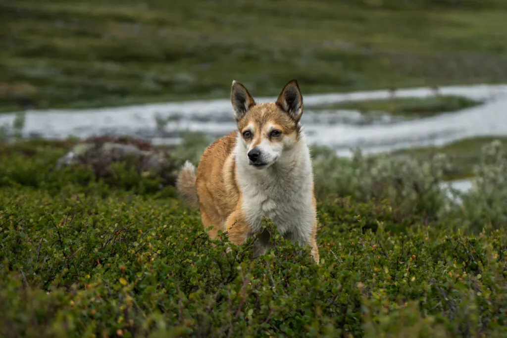 Norsk Lundehund under träning. Rasen är lätt att träna men tenderar att skälla högljutt. Valpkurser rekommenderas.