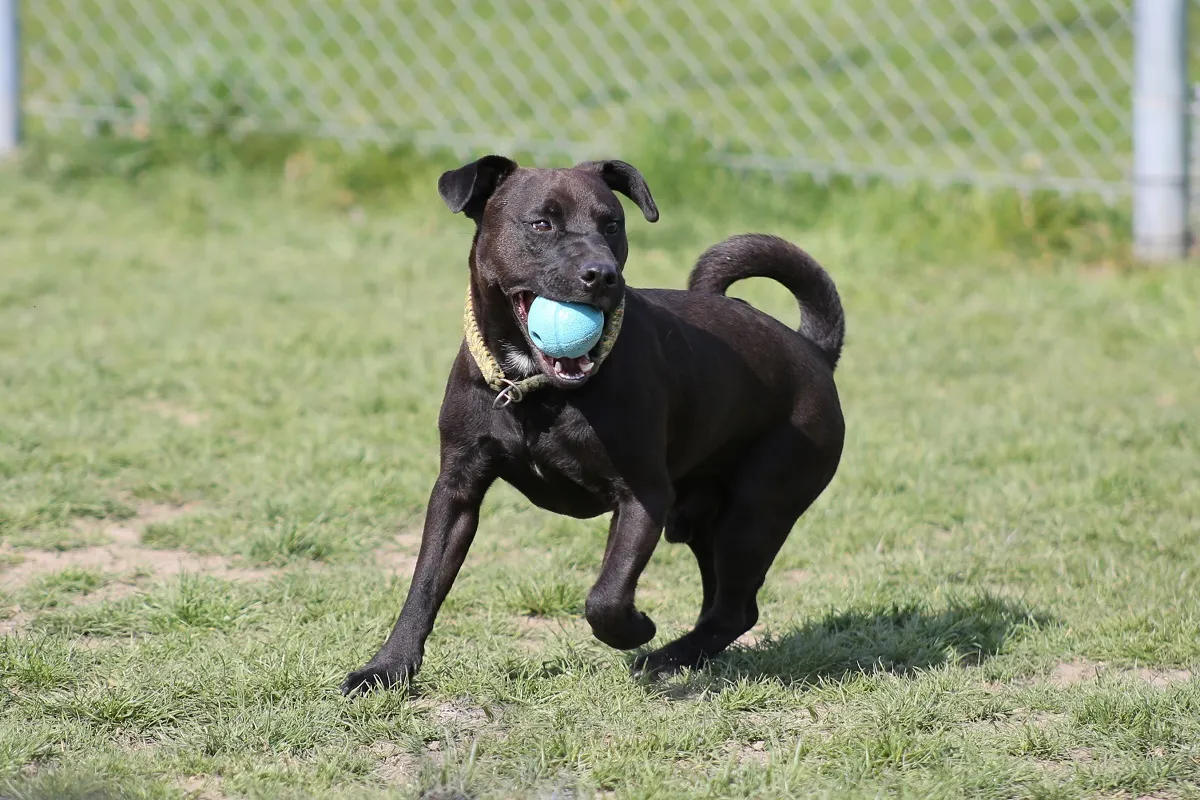 Patterdale Terrier som hoppar över ett hinder under agility, visar hur den får utlopp för sin energi.