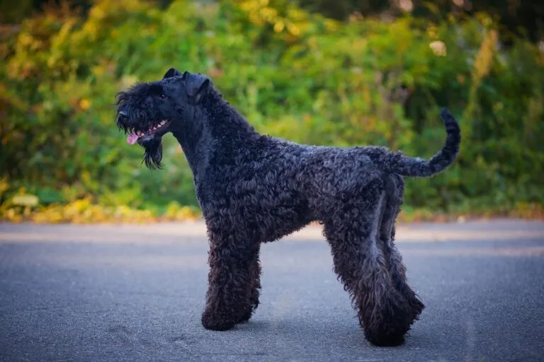 En Kerry blue terrier som rör sig utomhus, illustrerad som en energisk hundras med stort behov av daglig motion.