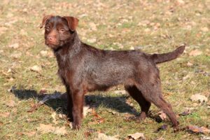 Patterdaleterrier
