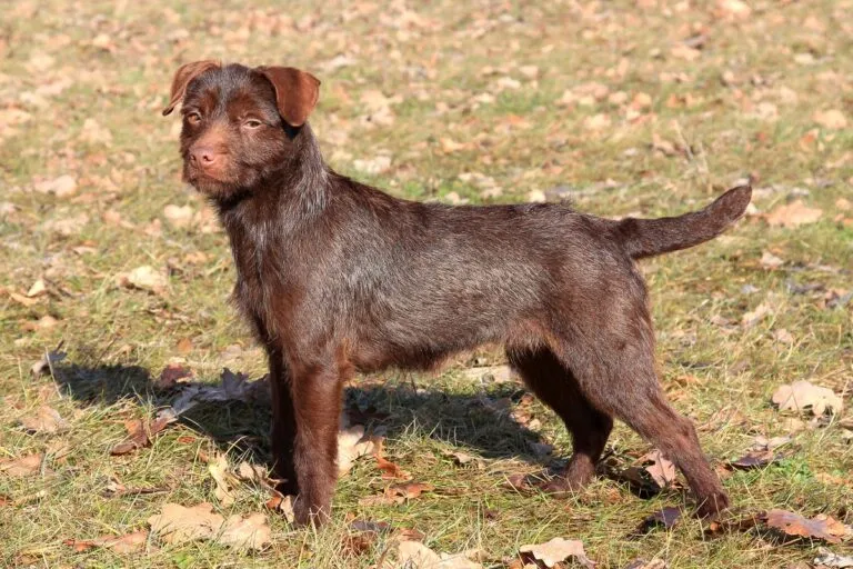 Patterdale Terrier i naturen, en kompakt jakthund specialiserad på grävlingsjakt.