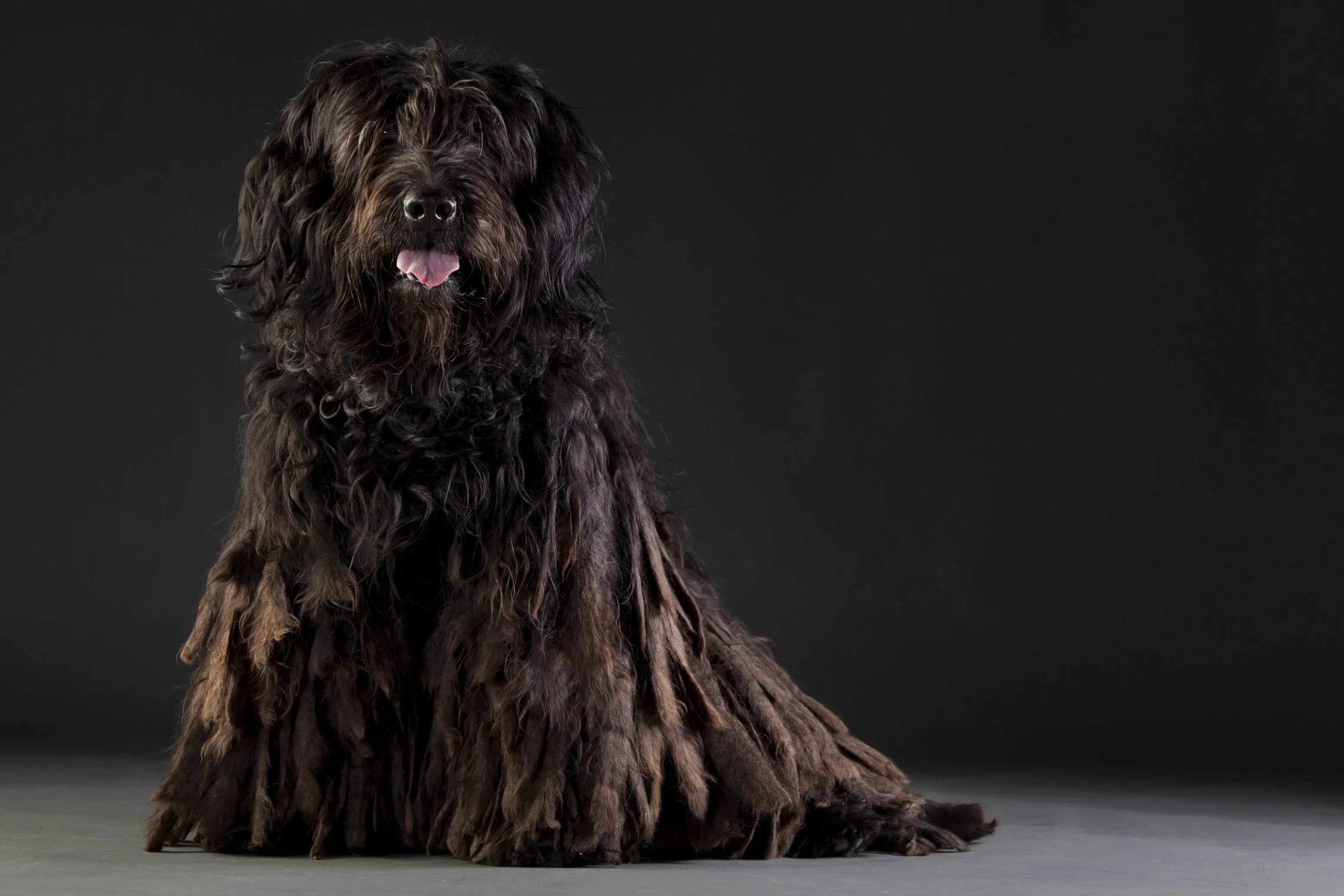 Närbild på Bergamasco Shepherds toviga päls (zotten/flocks). Pälsen ska inte kammas utan separeras för att bilda de karaktäristiska platta tovorna.