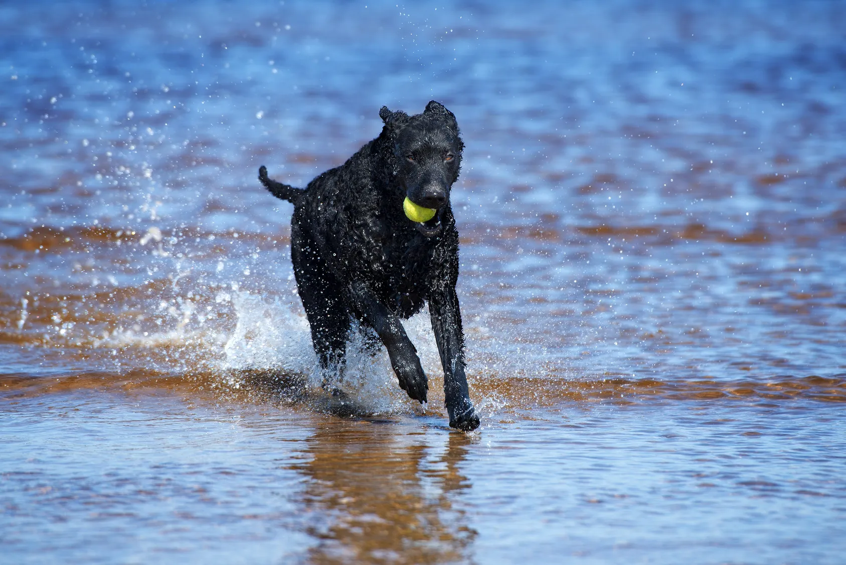 En curly coated retriever med livligt temperament, en intelligent och envis hundras som kräver tålamod i uppfostran.