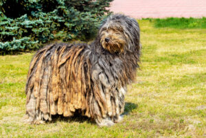 Bergamasco