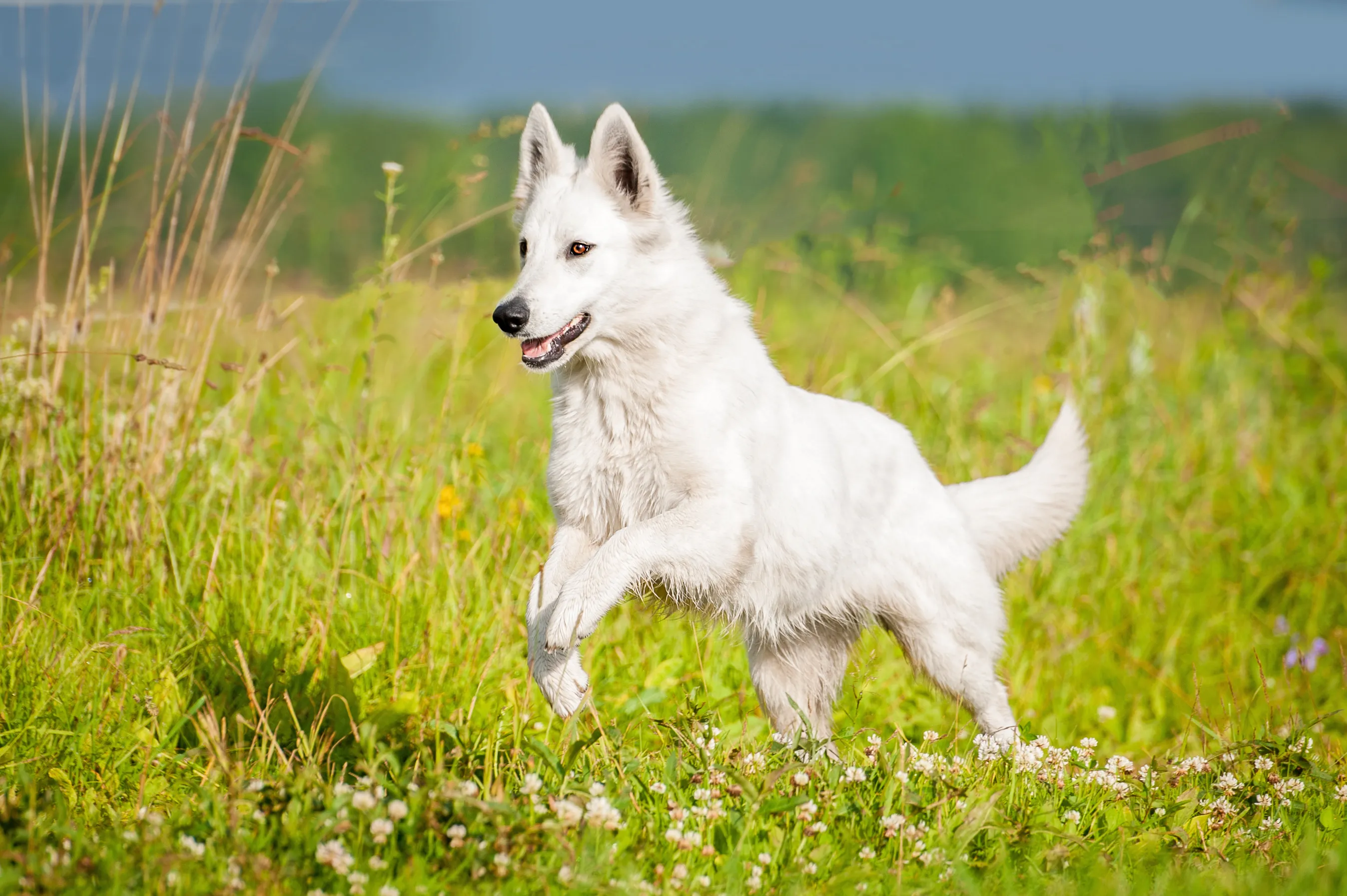 En vit herdehund, även kallad Berger Blanc Suisse, som visar sitt lugna och balanserade temperament utomhus.