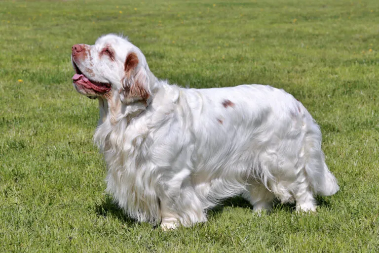 En Clumber spaniel med robust kroppsbyggnad och korta ben står på gräs. Den har vit, silkeslen päls med citrongula tecken och hängande öron täckta av rak päls.