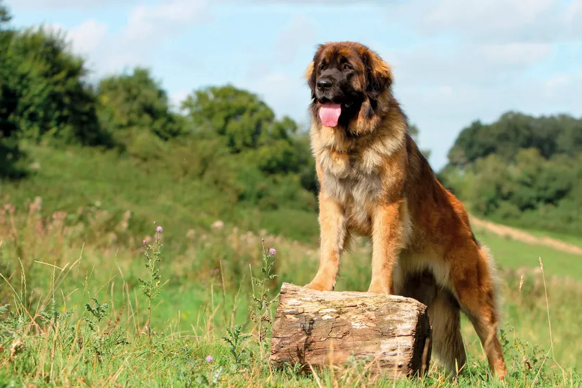 En stor leonberger som står bredvid sin ägare och visar ett lugnt, vänligt temperament som passar även för nybörjare.