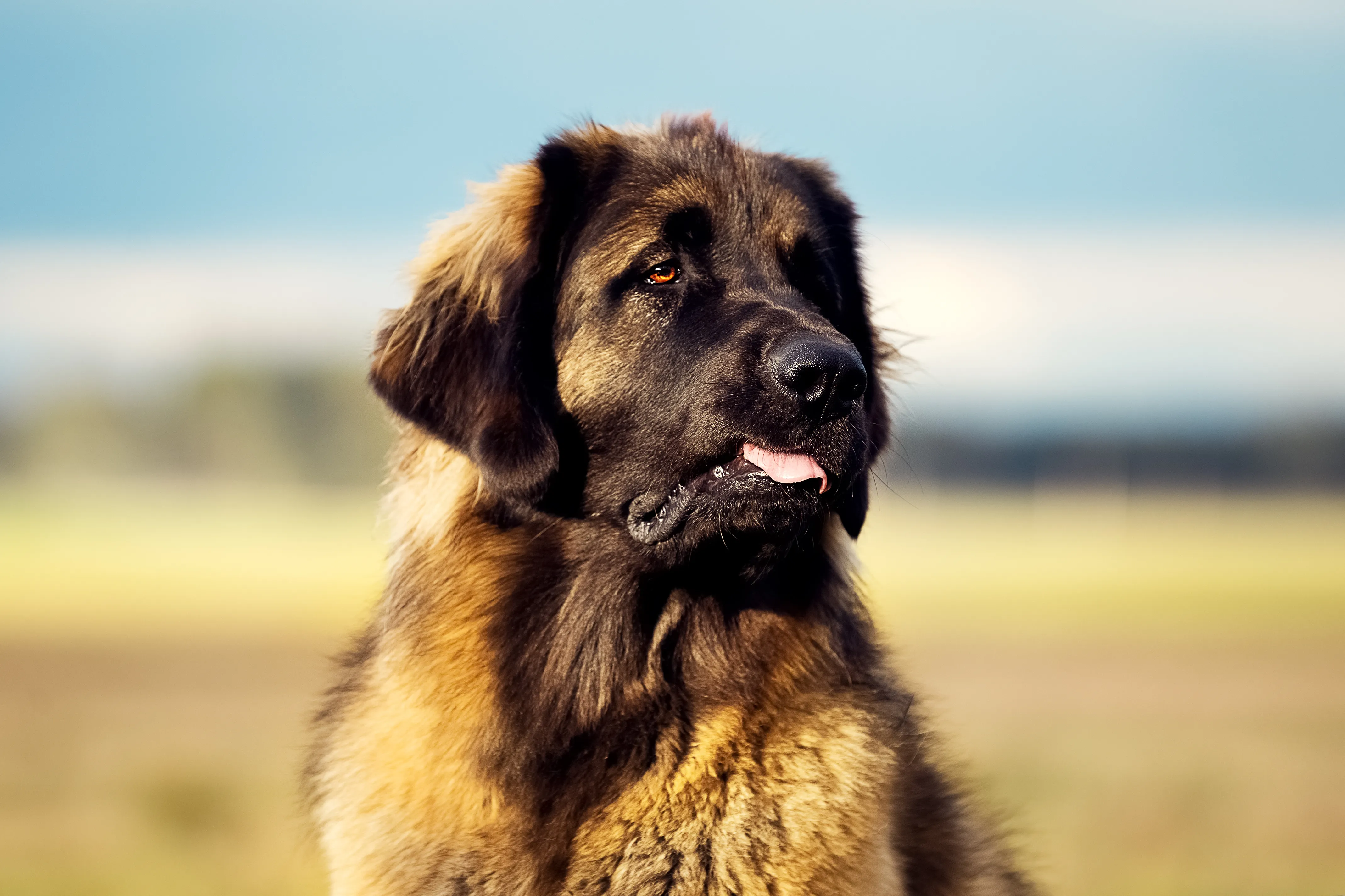 En leonberger som sitter utomhus och illustrerar att stora hundraser ofta har en kortare förväntad livslängd.
