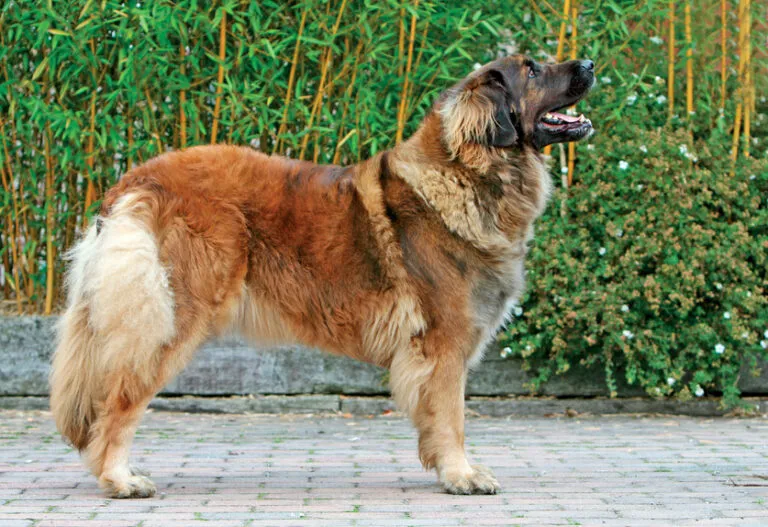 En stor leonberger som står utomhus och visar sin imponerande storlek, en av världens största hundraser.